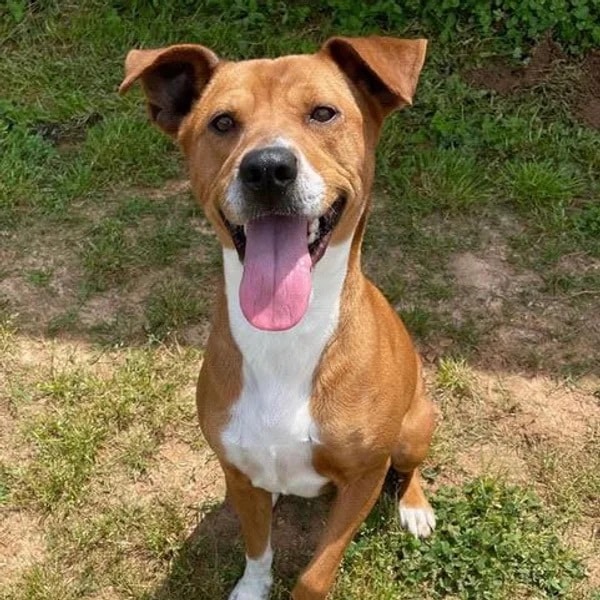 Honey, a 2-year-old Terrier mix, posing on grass for the camera.