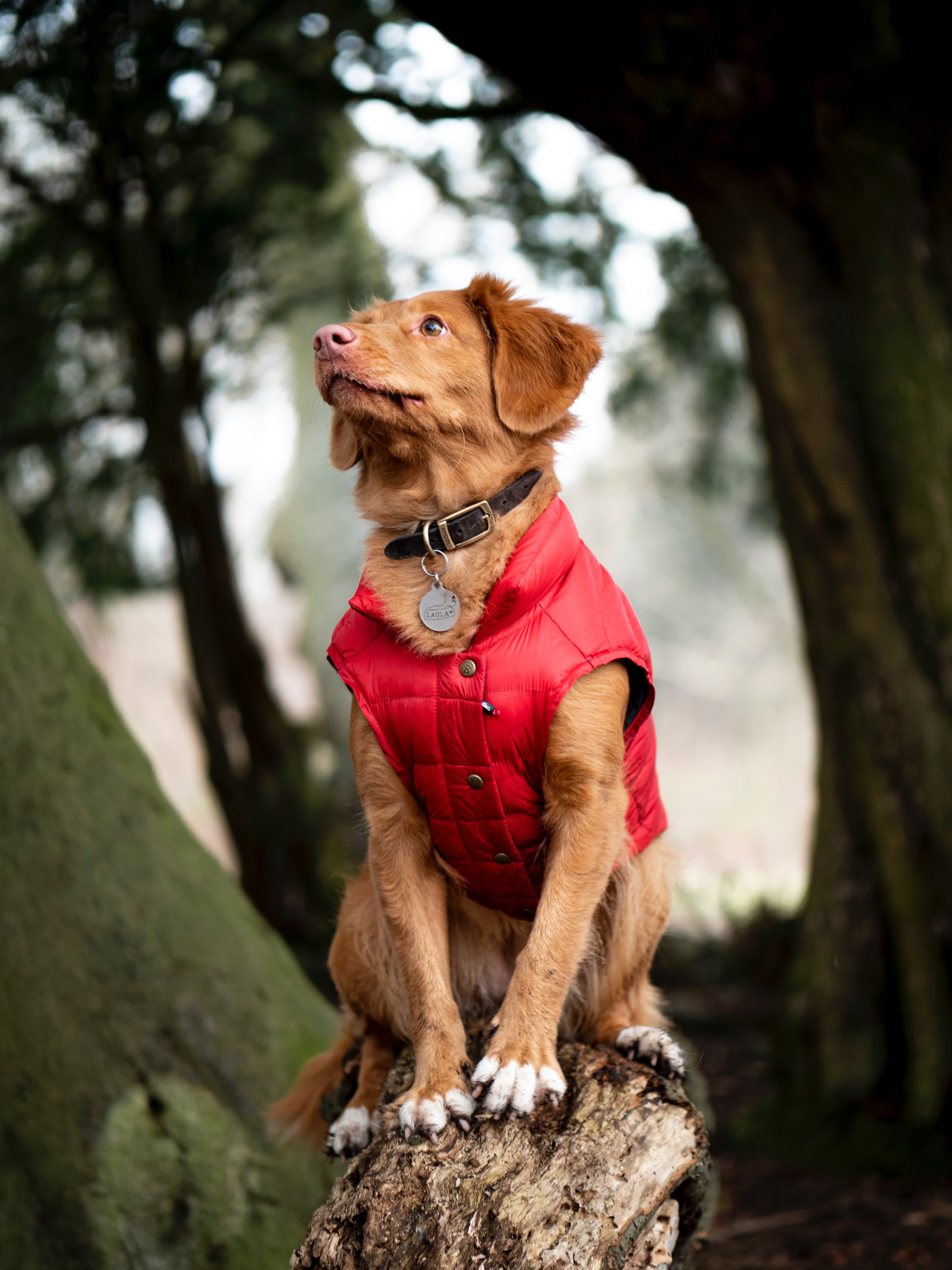 Dog Coats