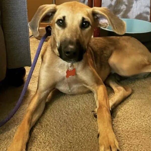 Jones is a sweet boy with the perfect ears - Love, Dog