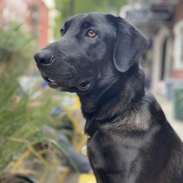 Kit is a beautiful black Lab mix with a perfect profile - Love, Dog