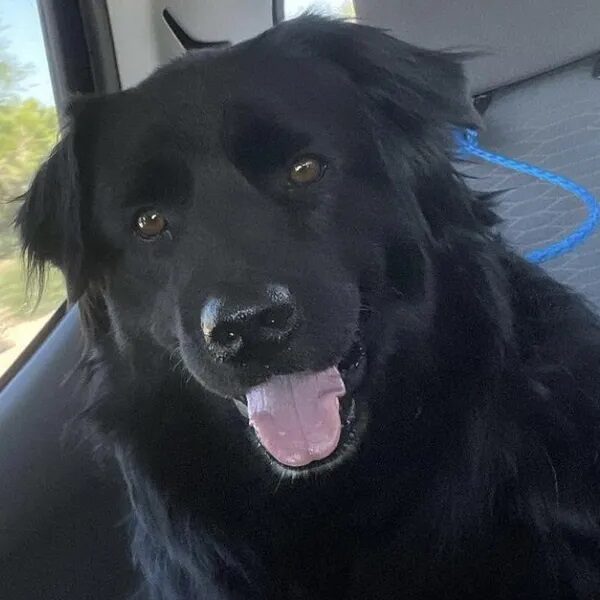 Lady Bear in a car - Love, Dog