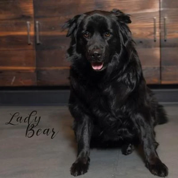 Lady Bear is a medium-sized dog with a beautiful silky black coat - Love, Dog