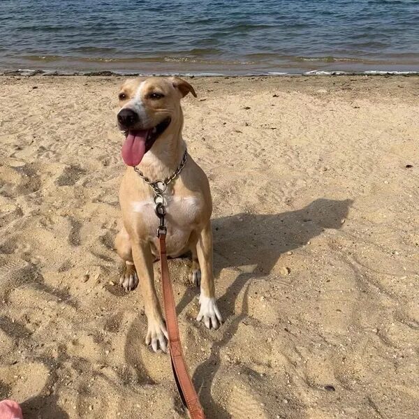 Lea on the beach - Love, Dog