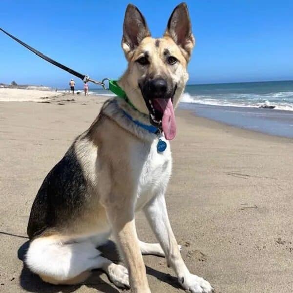 Life is a beach and Heidi can dig it!