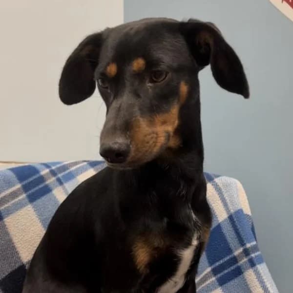 Marshall sitting on a a blue plaid blanket covered couch - Love, Dog