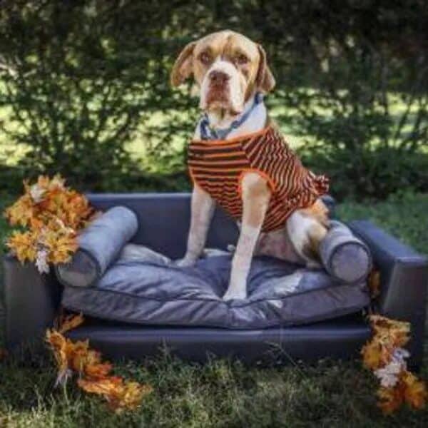 Napoleon sitting on the blue couch - Love, Dog