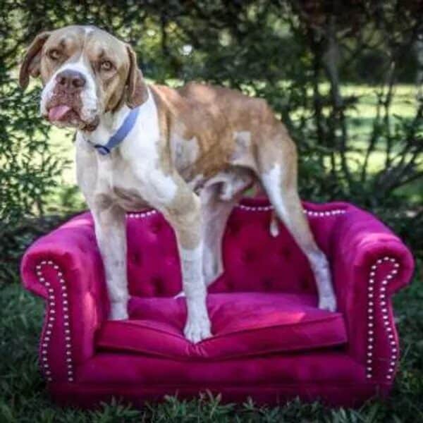 Napoleon standing on the studded pink couch - Love, Dog