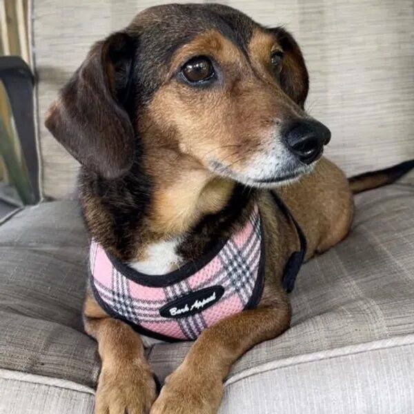 Nina looking gorgeous in her pink harness.