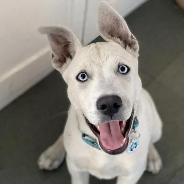 Okami sitting on the floor and smiling at you - Love, Dog