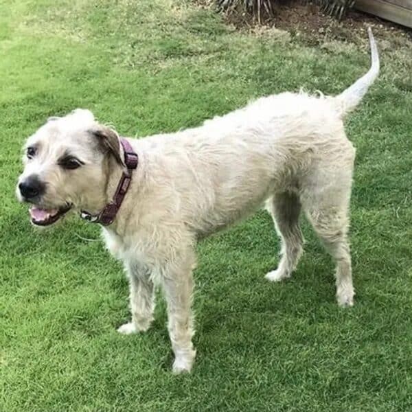 Opal is a 4-year-old Airedale Terrier mix - Love, Dog