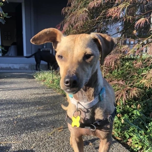 Peabody is a handsome 10 lbs Terrier mix - Love, Dog