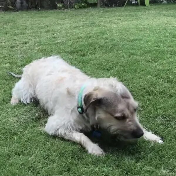 Peanut enjoying treats outside on the grass - Love, Dog