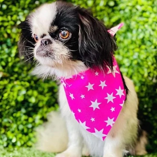 Penny is a Japanese chin mix showing off her pink bandana - Love, Dog