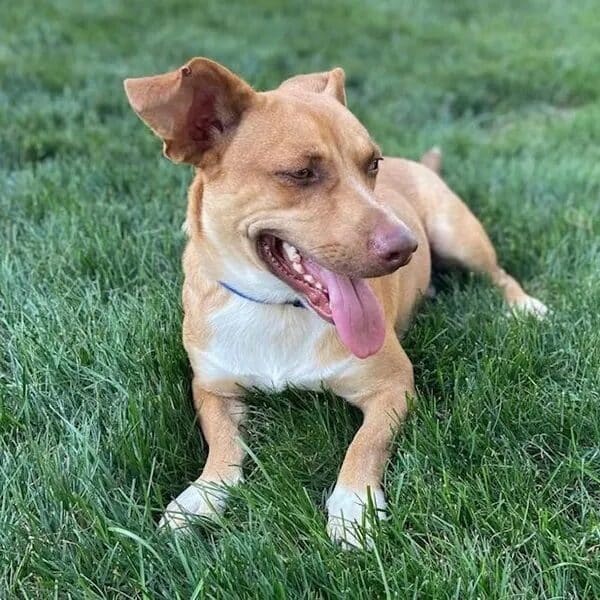 Perry on the grass enjoying fall days - Love, Dog