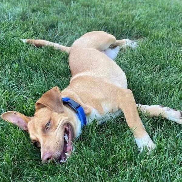 Perry rolling around in the grass - Love, Dog