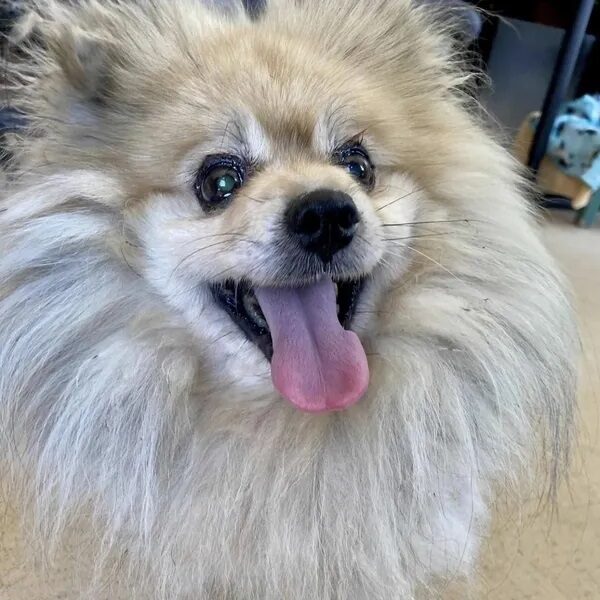 Pom Johnson eyeing his dinner.