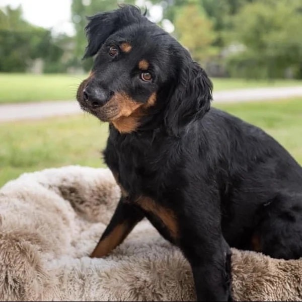 Rosemary is a 6-year-old Rottweiler mix, ready to be adopted - Love, Dog