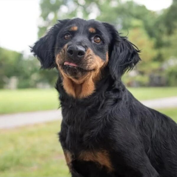 Rosemary smiling at you - Love, Dog