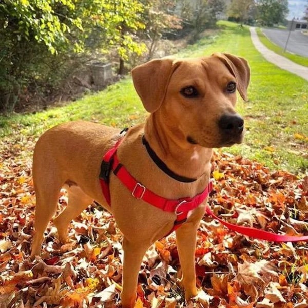 Sabrina wearing a red harness surrounded by leaves and trees - Love, Dog