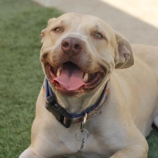 Shirley Rae outdoors smiling - Love, Dog