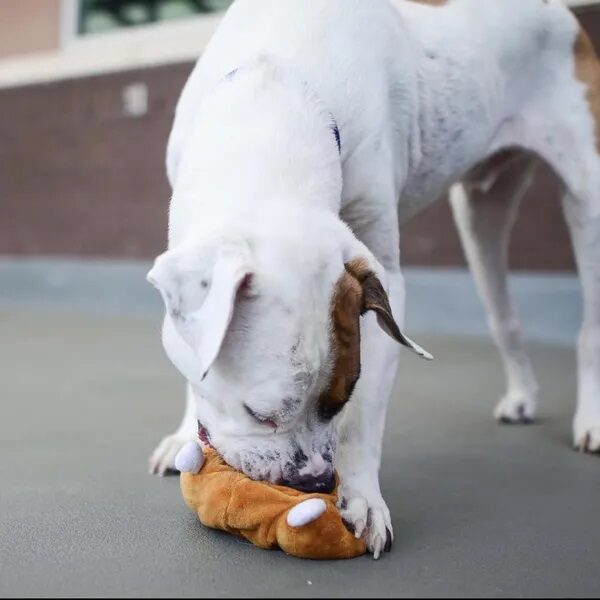 Spot playing outside with his toy - Love, Dog