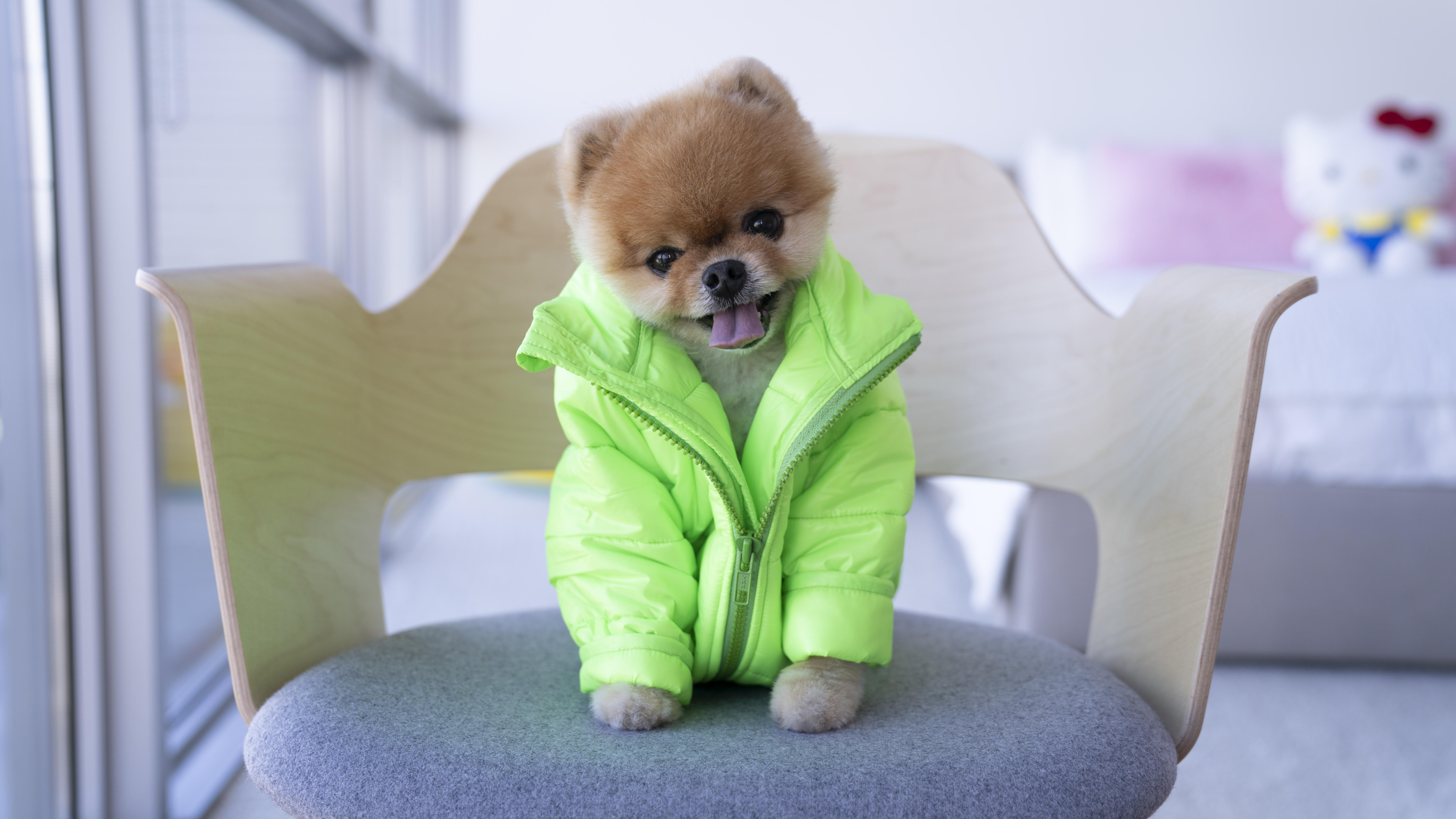 Jiff the Pom