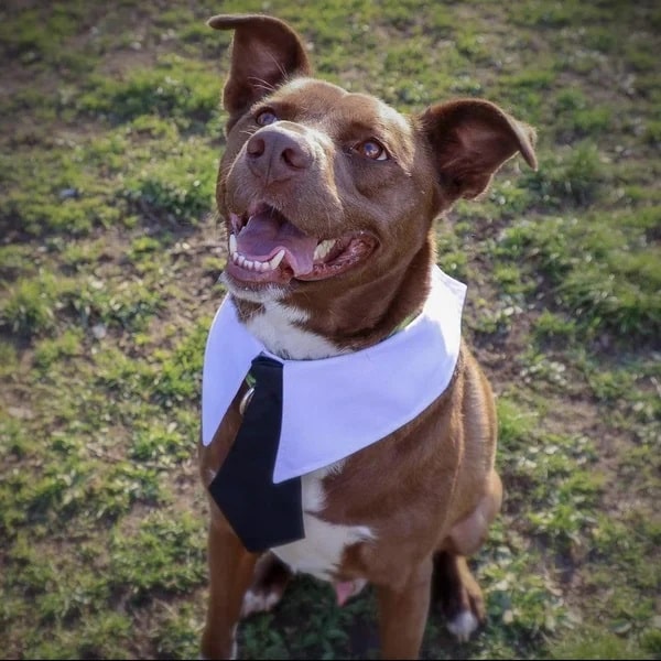 Zorro dressed to impress and ready to land a forever home - Love, Dog