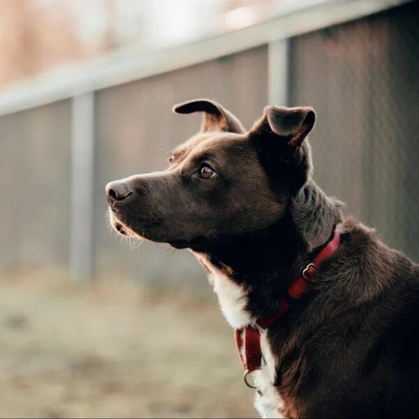 Zorro's side profile. He is a mocha color Shepherd mix - Love, Dog