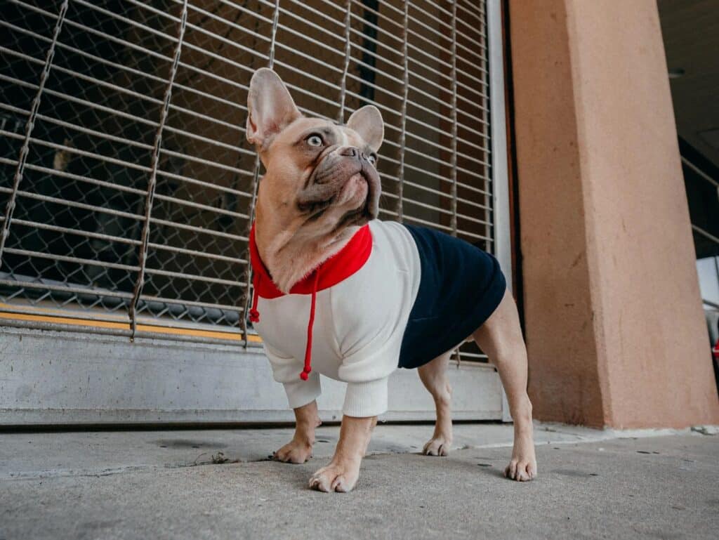 One of my favorite French Bulldog mascots - Hulot, for Goyard of Paris :  r/Frenchbulldogs