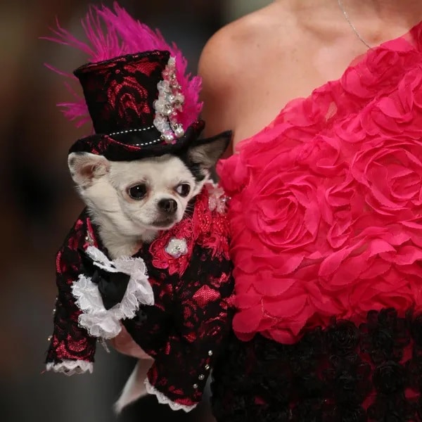 Dog Clothing Trends: Why Designers Are Increasingly Designing Pet