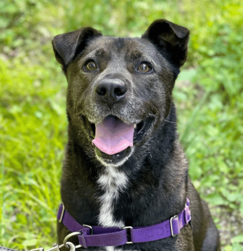 Black Labrador Retriever mix