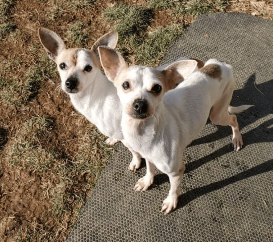 Pair of small mixed breed dogs