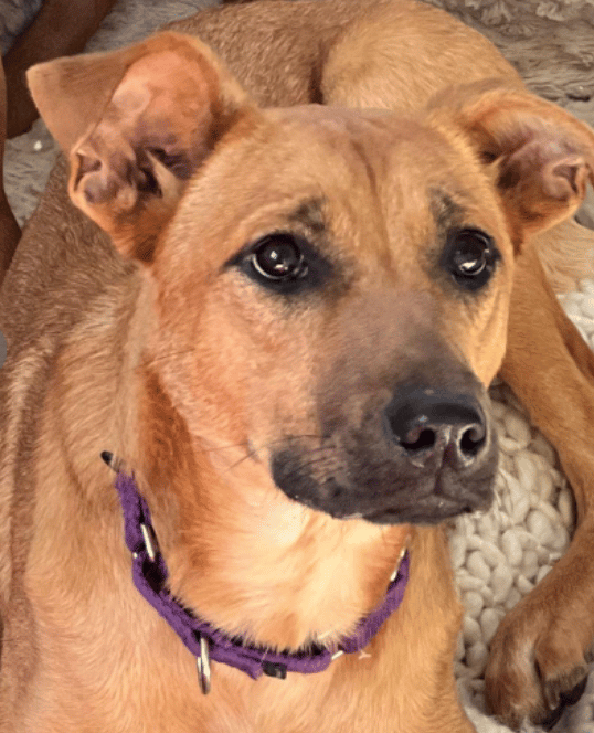 Shepherd mix for adoption