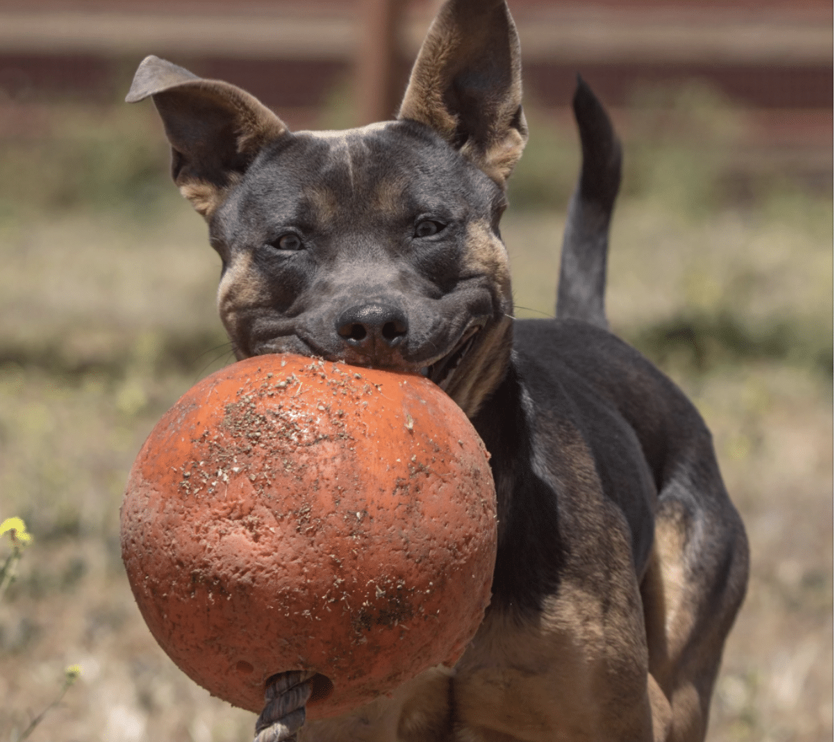 Pit Mix at Marley's Mutts