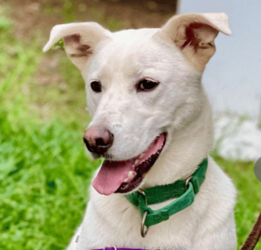 Shepherd Available for Adoption at ARF Hamptons