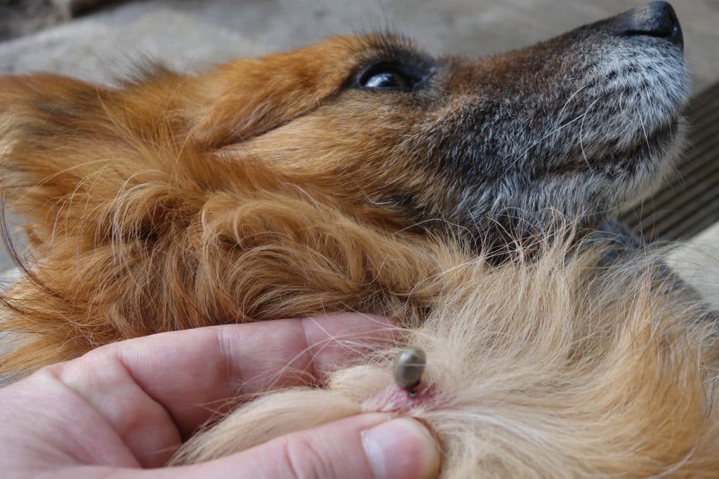 Dog with tick embedded in skin