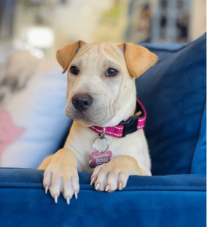 4-month old Charli; Sharpei Mix for adoption at Vanderpump dogs in L.A.