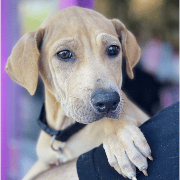 4-month old Sharpei Mix for adoption at Vanderpump Dogs in Los Angeles