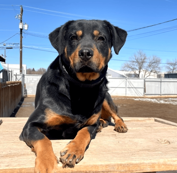 Mollie, at two year old Rottweiler Mix for adoption by Brighter Days Dog Rescue near Boulder, CO.