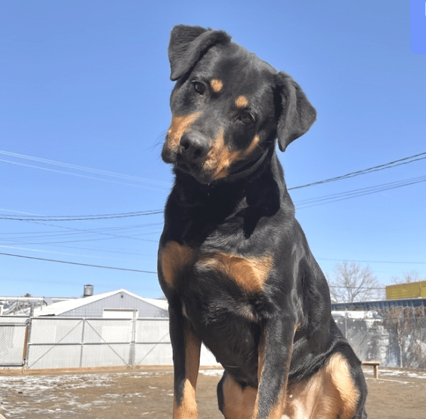 Mollie, a two year old Rottweiler Mix avaiable for adoption through Brighter Days Dog Rescue near Boulder CO.