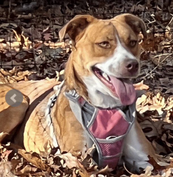 Shepherd Mix, 1 YR 7 Mo, for adoption in East Hampton, NY by ARF