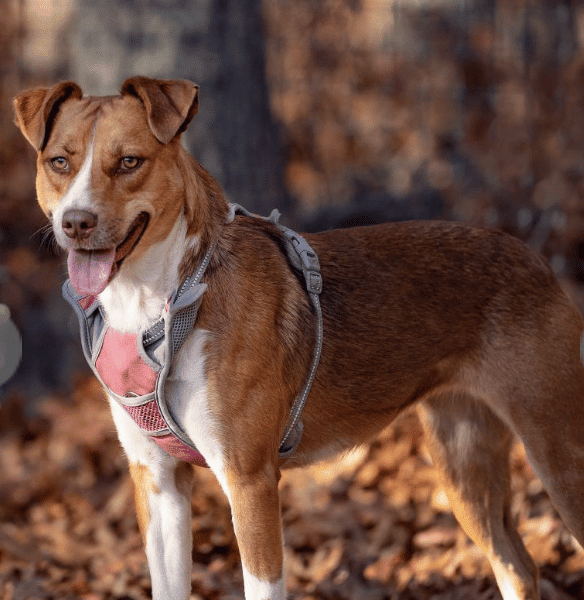 Shepherd Mix, 1 YR 7 Mo, for adoption in East Hampton, NY by ARF