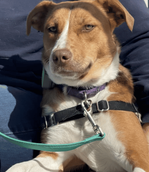 Shepherd Mix, 1 YR 7 Mo, for adoption in East Hampton, NY by ARF
