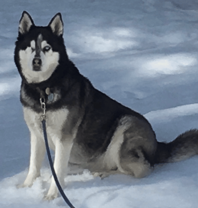 4 YEAR 9 MONTH old Siberian Husky for adoption through Norsled in Northern CA.