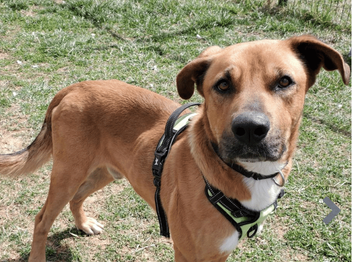 Wally, available for adoption at Middleburg Humane Foundation in Virginia