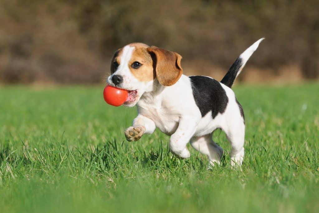 Beagle running with a ball. Photo: Shutterstock