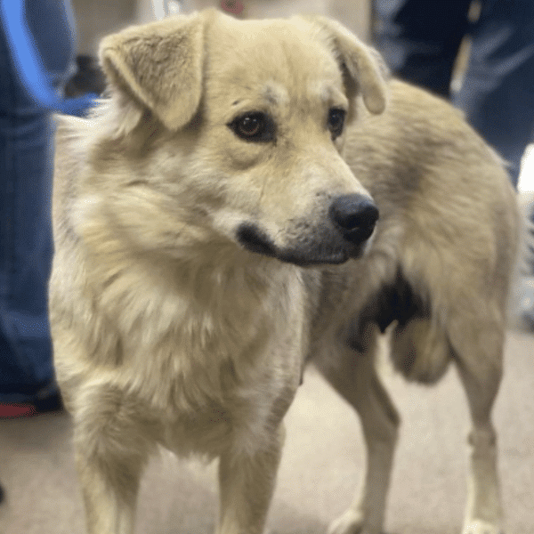 white sheperd mix, the mamma of the Almond and his siblings at Brighter Days Dog Rescue in Boulder, CO