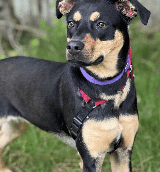 Black/Gold Retriever mix, Female, available at ARF Hamptons. Dec 2022