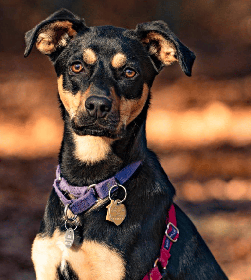 Lassie, a black and gold retriever mix available for adoption at ARF Hamptons