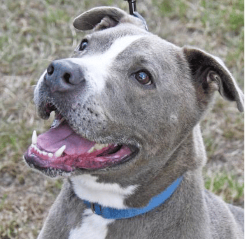 Mixed Breed, Almost 3 yrs, available for adoption at Nassau Humane Society in Fernandino Beach, FL